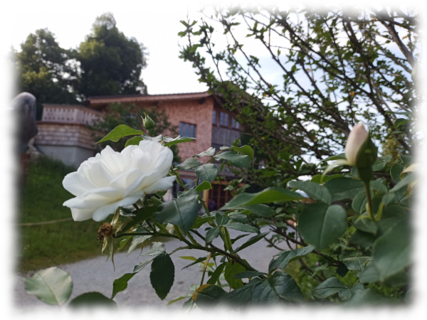 Schule mit Blume